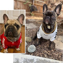 Golden Guardian Collar for Dogs